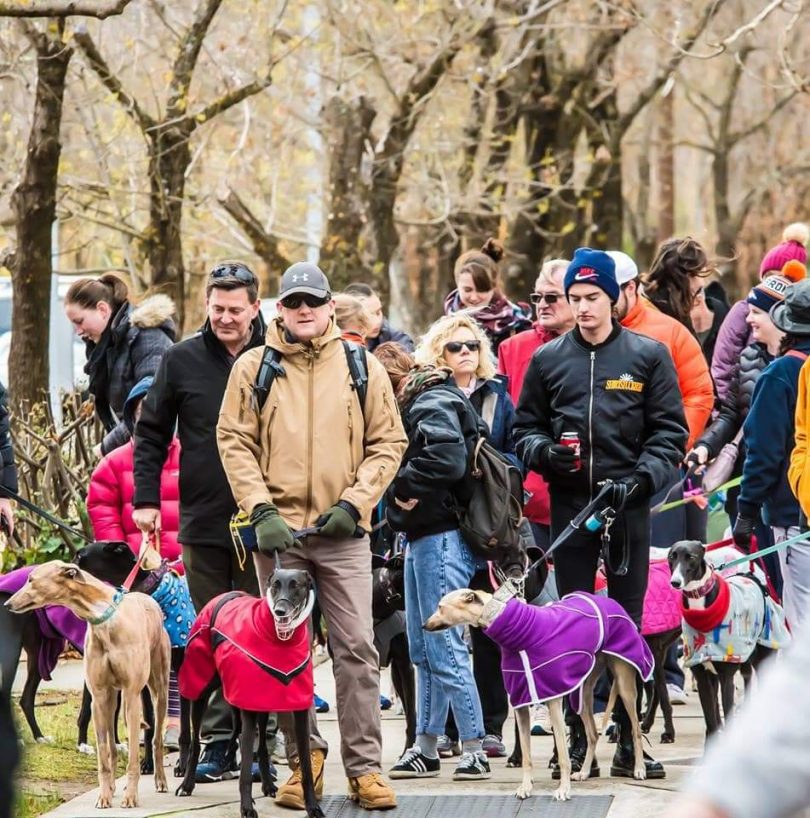 Celebrate the 10th year anniversary of the Great Global Greyhound Walk! Photos: Supplied. 