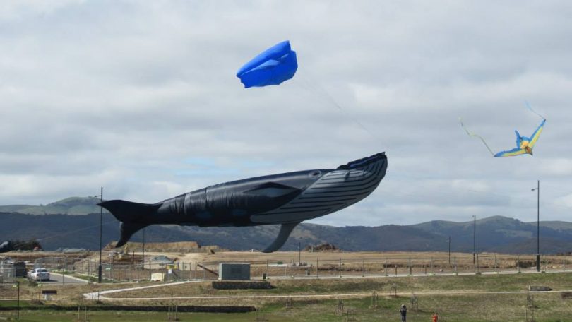 Yes, that is a giant whale kite and you can see it soar at the Googong Kite Fest this Father's Day! Photo: Facebook. 