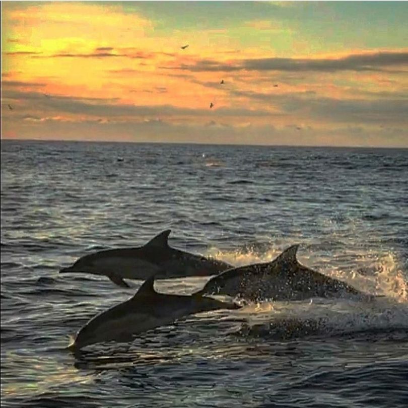 South Coast dolphins 