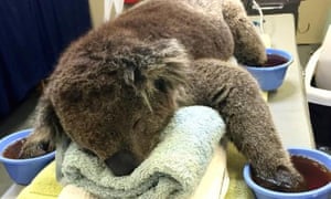 Recovering koala