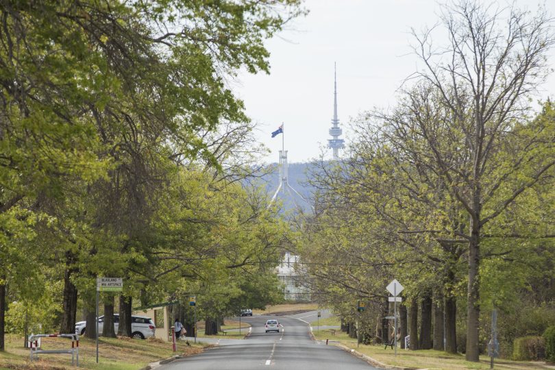 A tree-lined street in Canberra suburb Griffith, with Parliament House and Black Mountain in background.