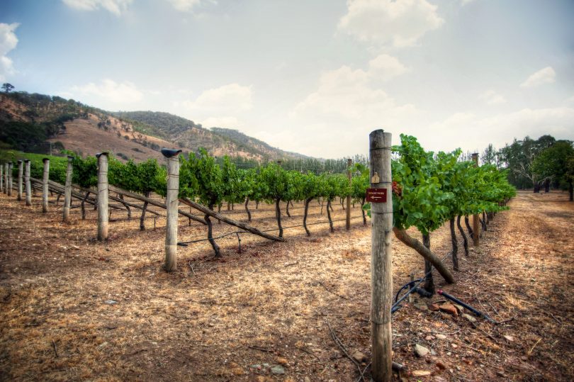 Vines at Lerida Estate