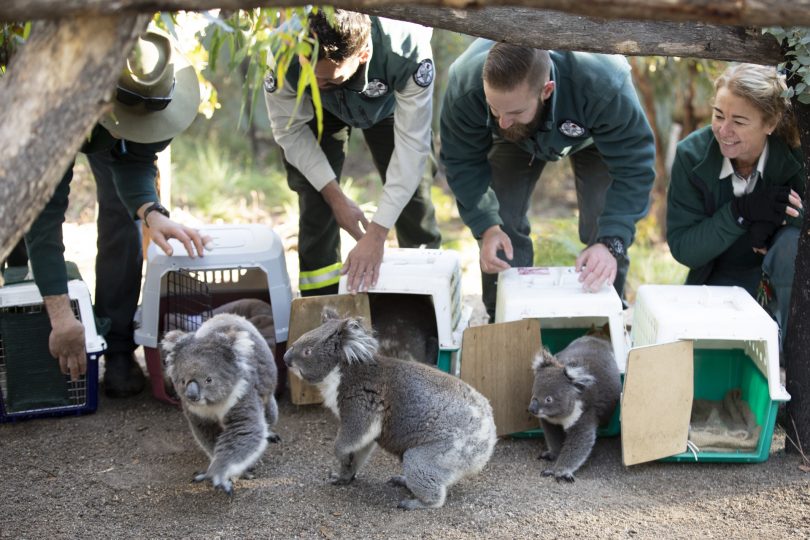 Koalas being released back into Tidbinbilla