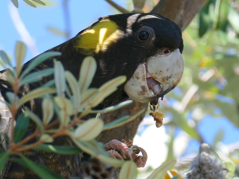 Female Yellow-tailed Black-Cockatoo