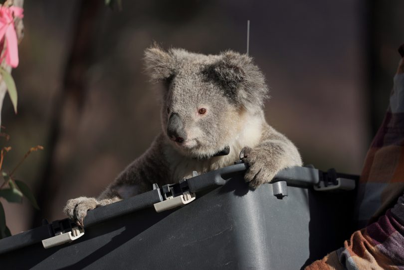 Koala being released into bushland at Two Thumbs Wildlife Trust's koala sanctuary at Peak View.