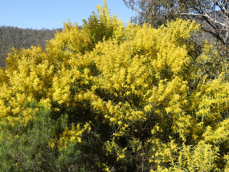 Redstem wattle flowering in Canberra.