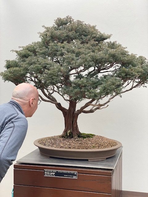Man looking at bonsai cypress tree at National Arboretum.