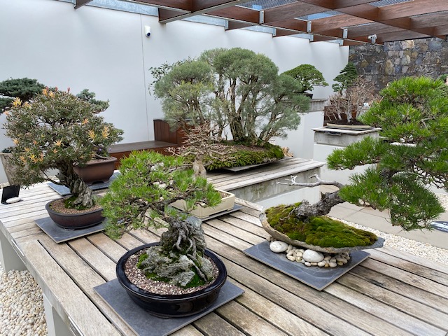 Bonsai collection at the National Arboretum.