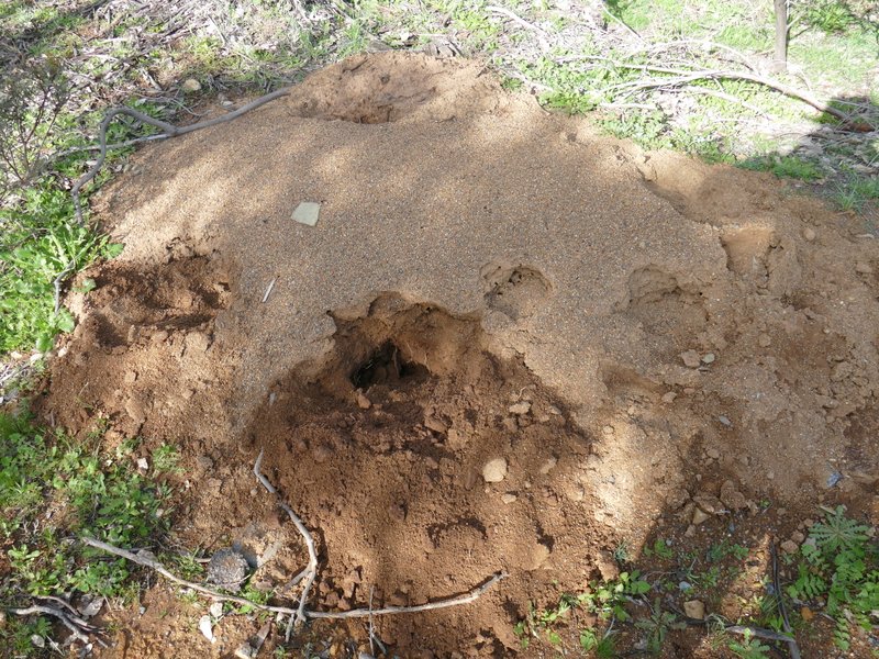Meat ant nest.