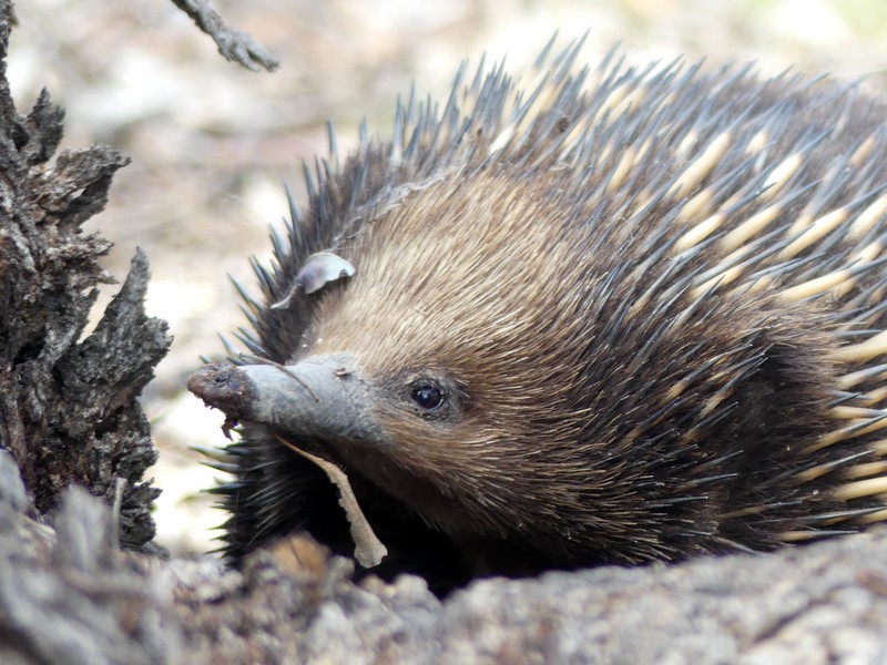 Echidna with muddy snout.