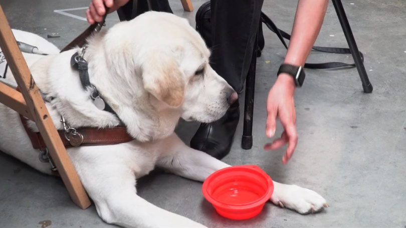 A red bowl of water being given to working dog Comet.