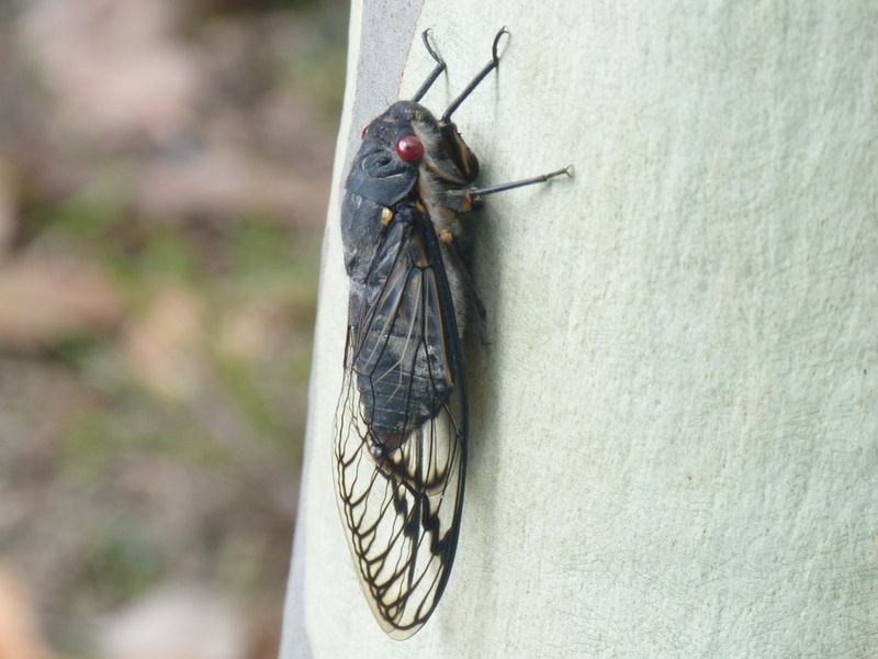 Redeye cicada on eucalyptus tree.