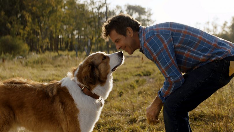 Still from the movie A Dog's Journey.