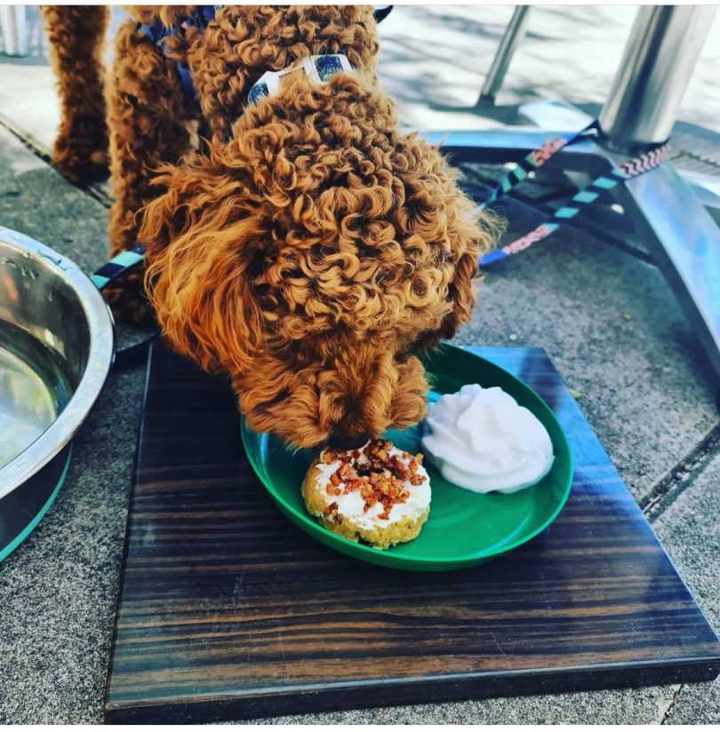 Dog eating doughnut outside cafe
