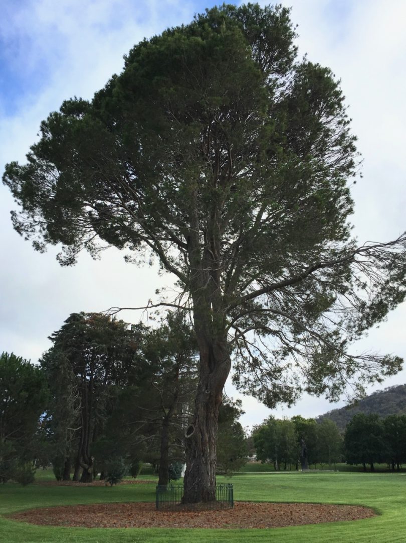 Lone Pine planted in the grounds of the War Memorial in 1934