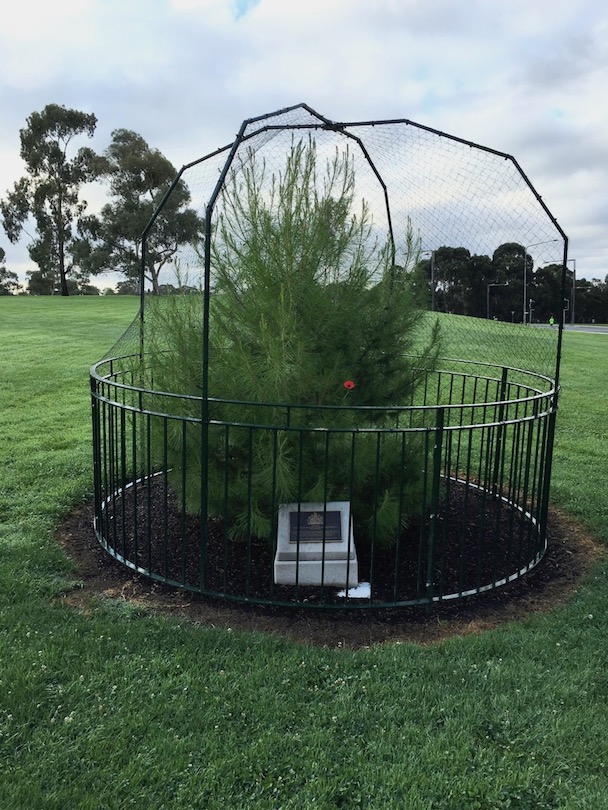 Lone Pine seedling planted in 2014