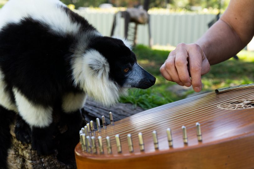 Lemur sniffs the harp