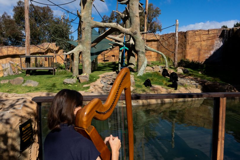Alison plays harp in front of monkeys