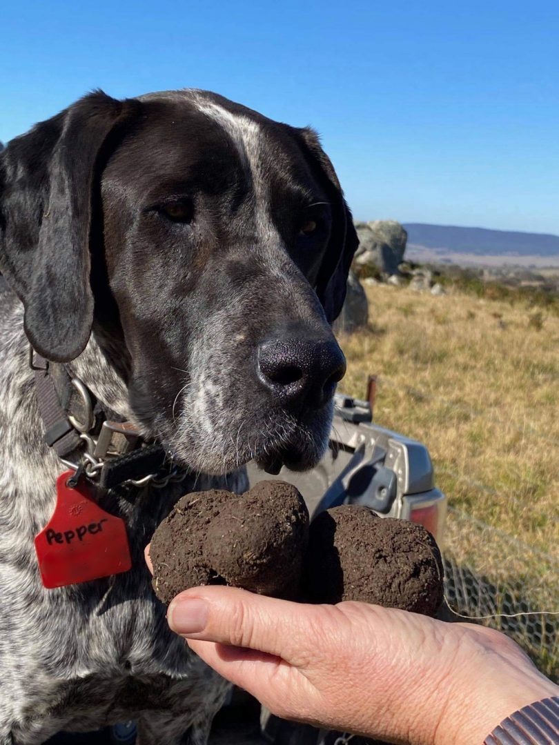 Pepper the truffle dog