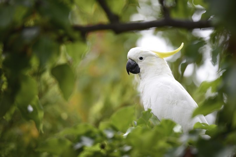 Sulphur-crested cockatoo in tree