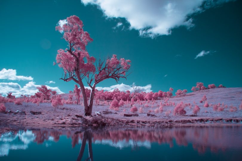 Infrared photography of Canberra creek and tree