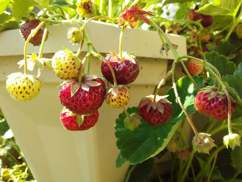 Small ripe 'strasberries' in pot