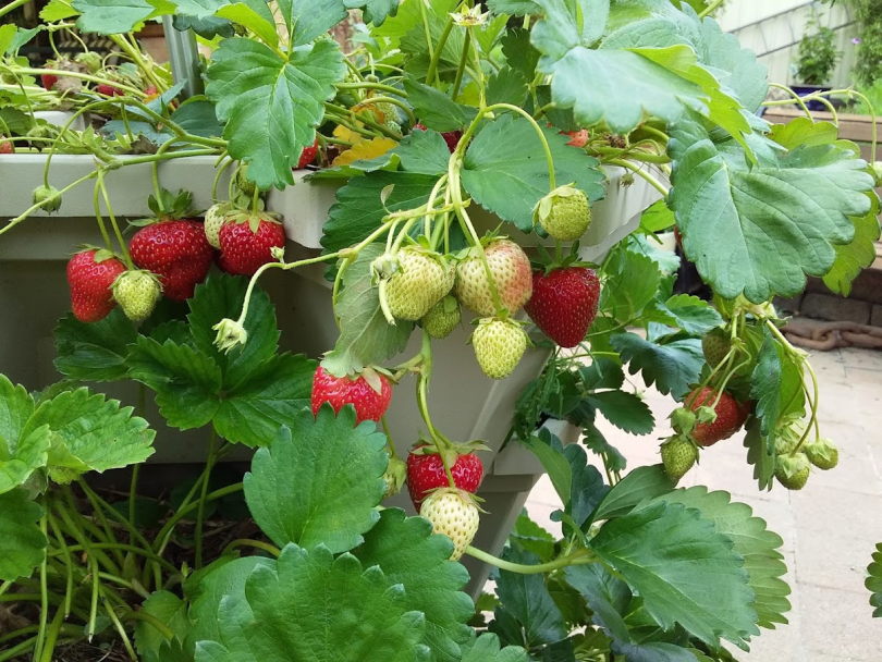 Ripe strawberries growing in pots