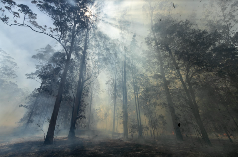 Smokey air in Australian bushland