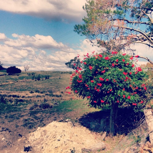 Flowering tree on rural property