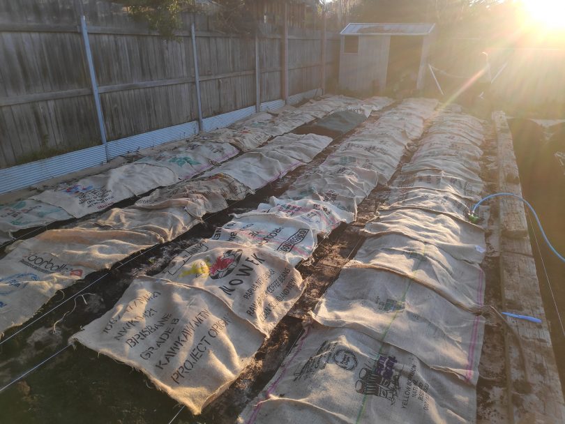 Garden beds covered in hessian sacks