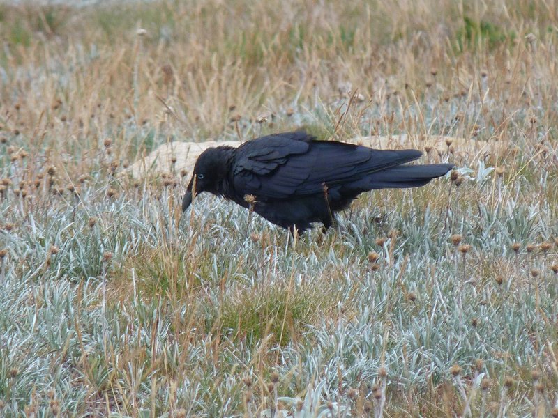 Raven in grassland