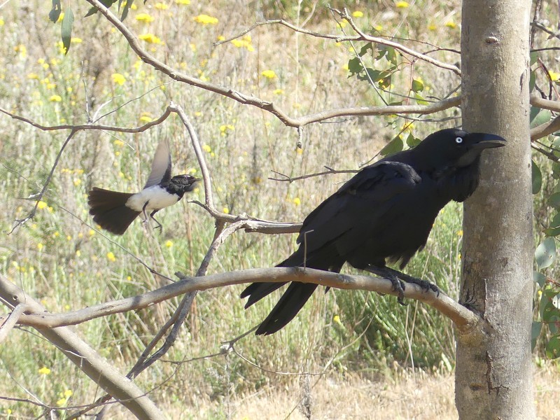 Raven and Willie Wagtail