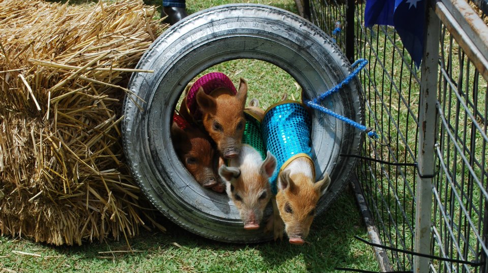 Four mini pigs squeezing through a tyre