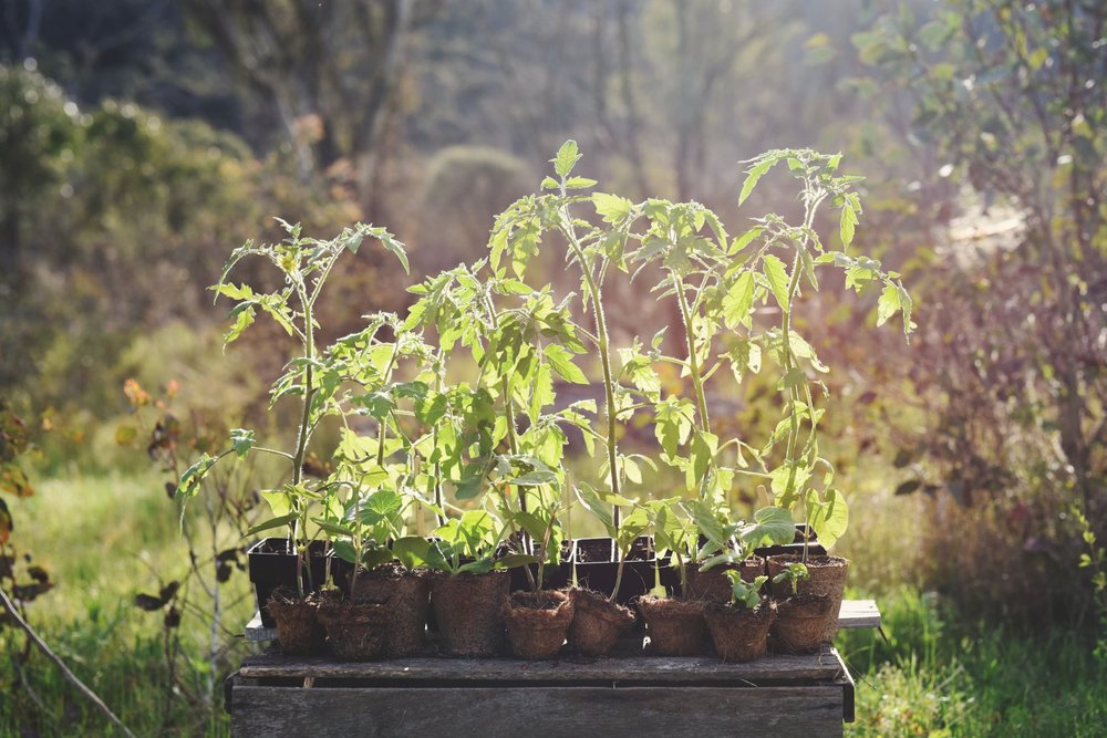 Tomato seedlings in sunlight