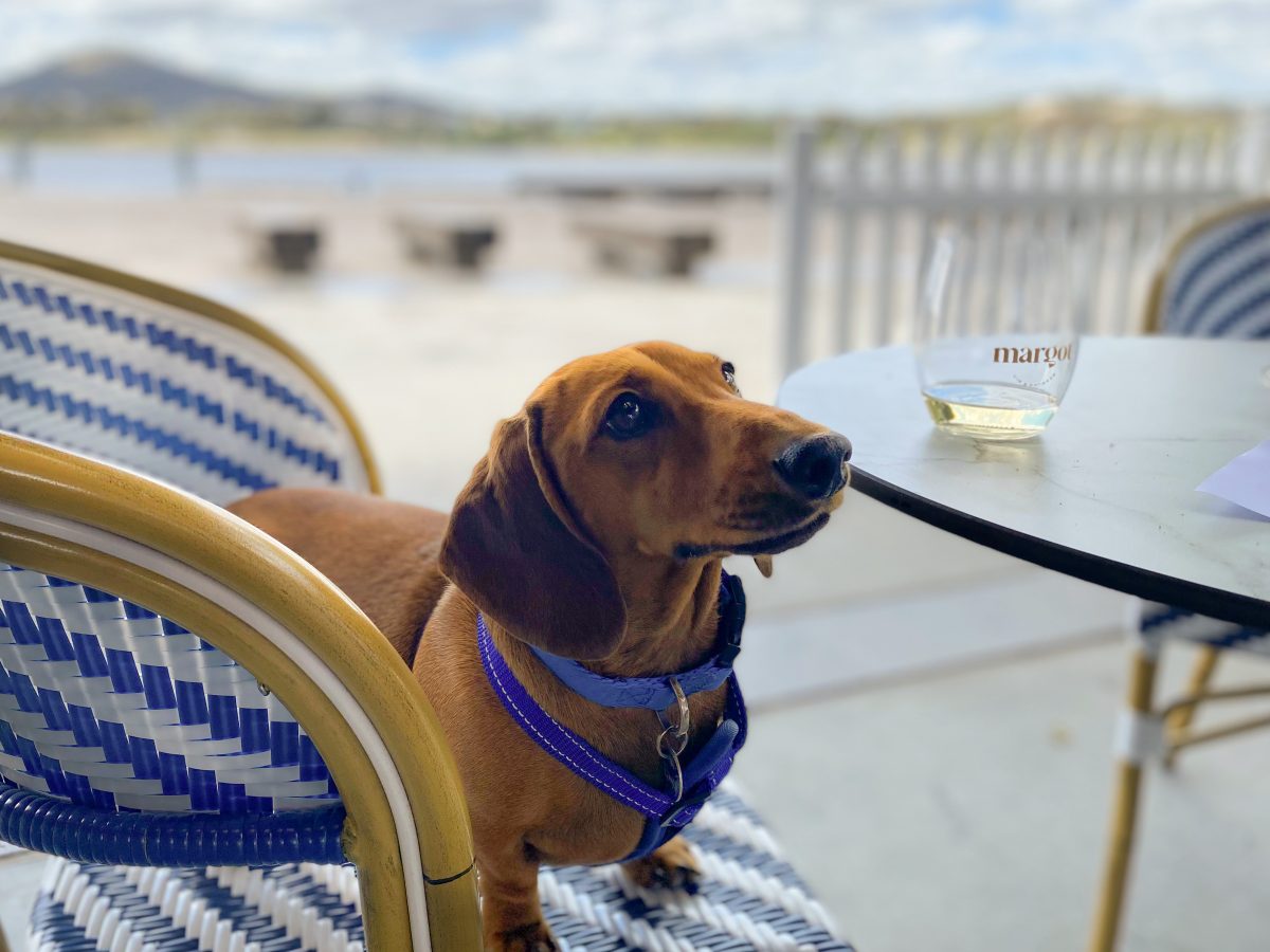 Sausage dog sits on a chair next to Margot branded wine glass.