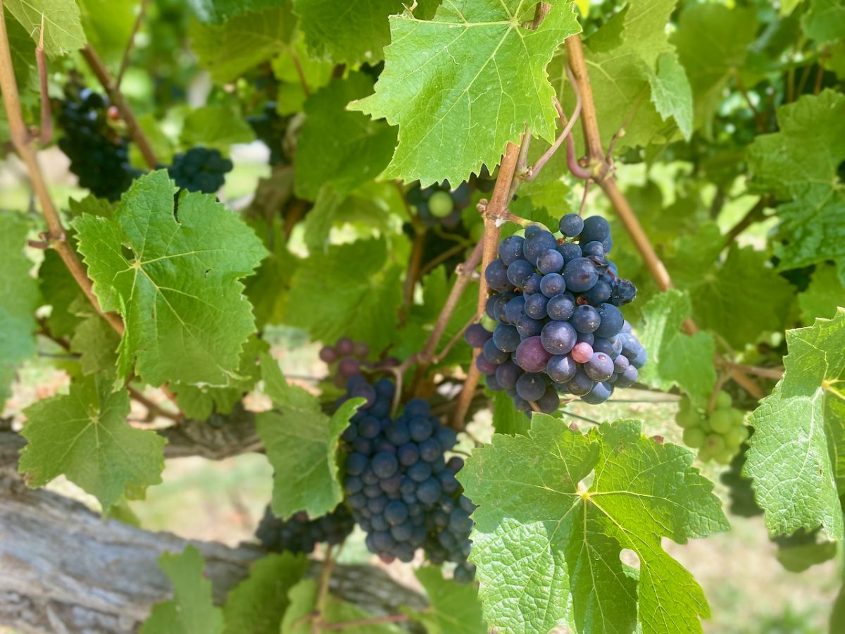 Bunch of grapes on the vine at Lerida Estate Winery