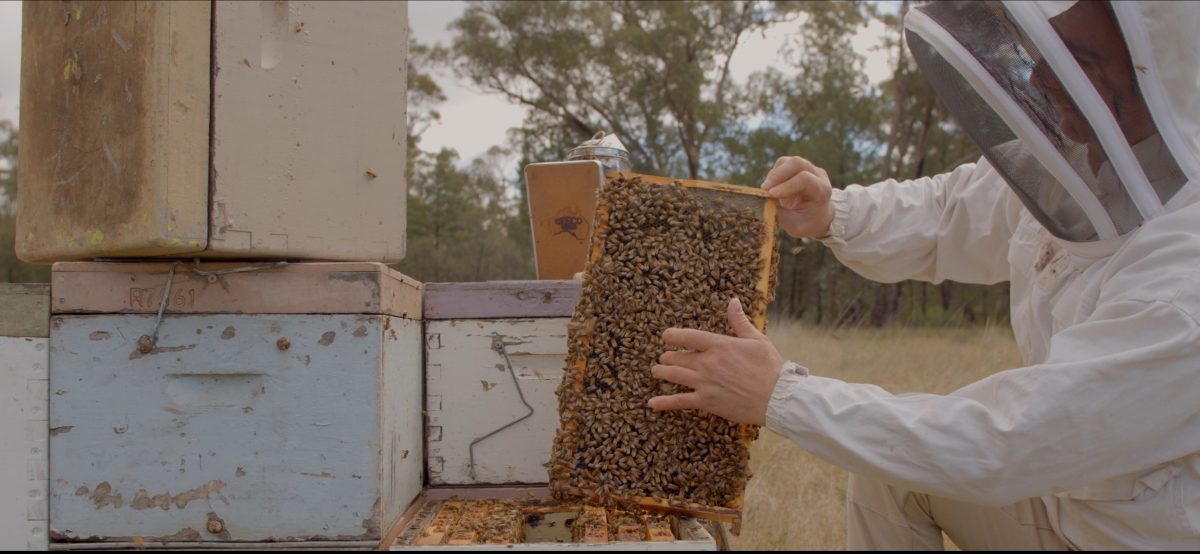 Beekeeper checking frames of honey