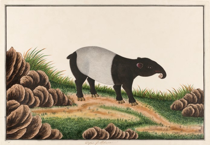 Early drawing of a Malayan tapir