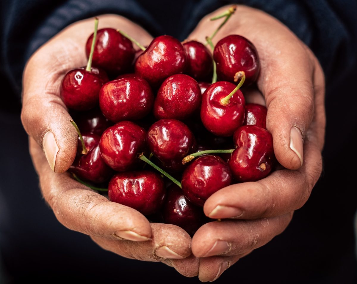 Close up of hands cradling cherries at Fyshwick Fresh Food Market