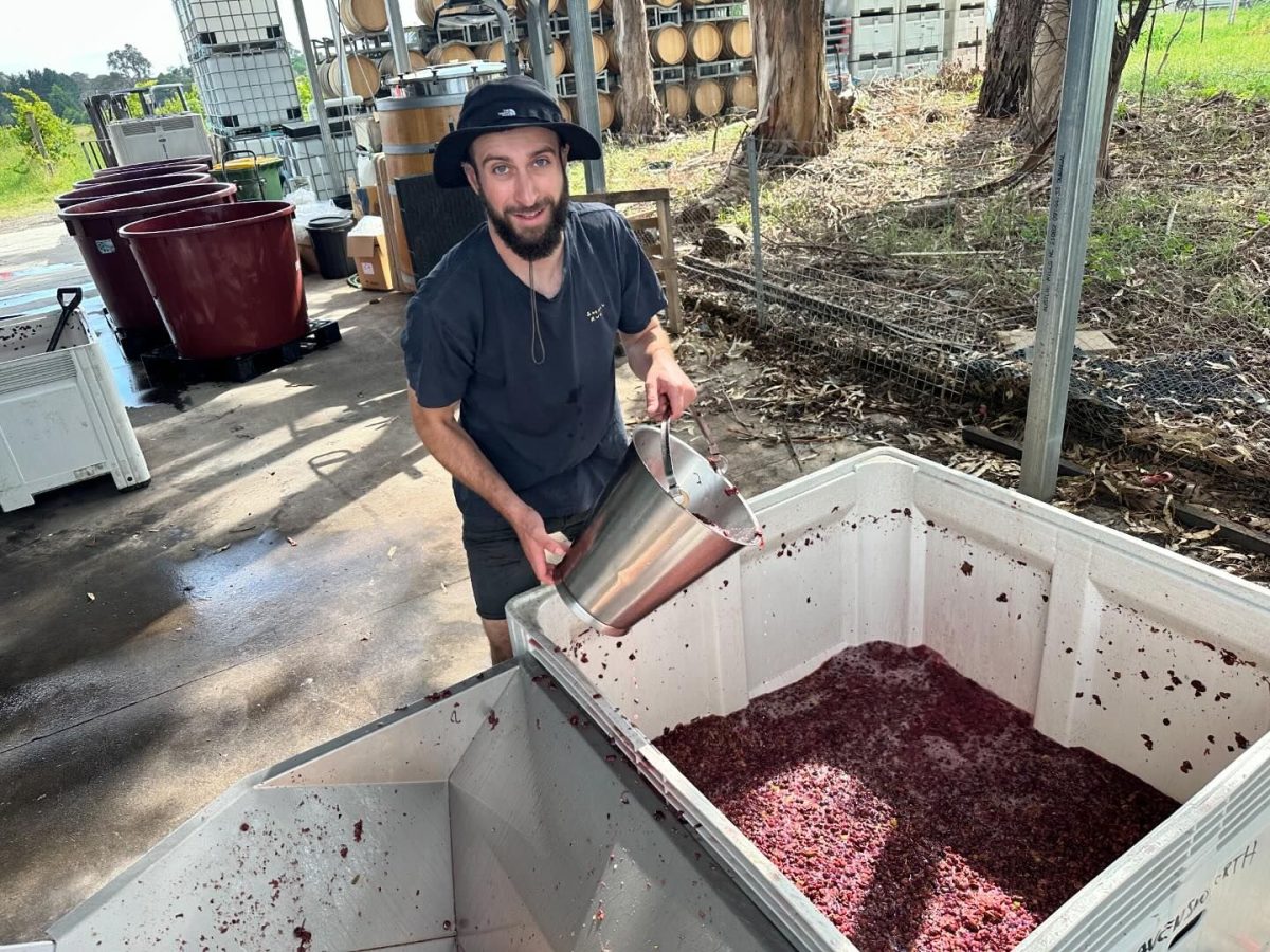 Bearded man in hat stands next to tub of grapes