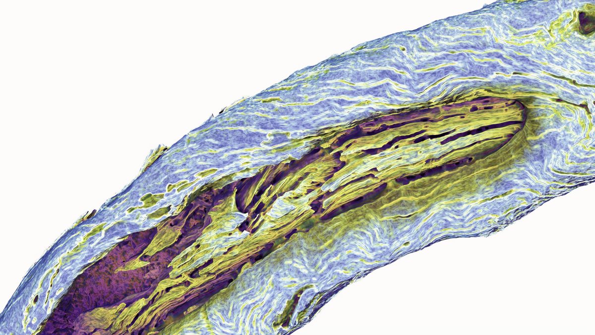 Polychrome branch-like shape diagonally across the page