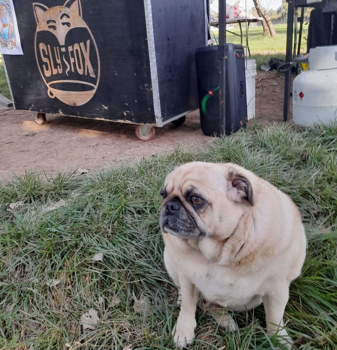 A pug in front of the sly fox coffee counter