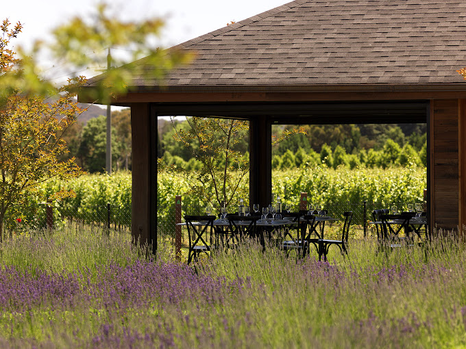 A table set for tea under a gazebo in a garden with flowering lavender bushes. 