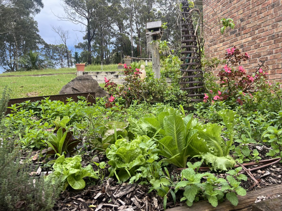 A vegetable garden in autumn.