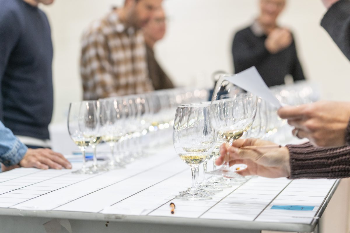 Wine glasses on a table set up for judging.