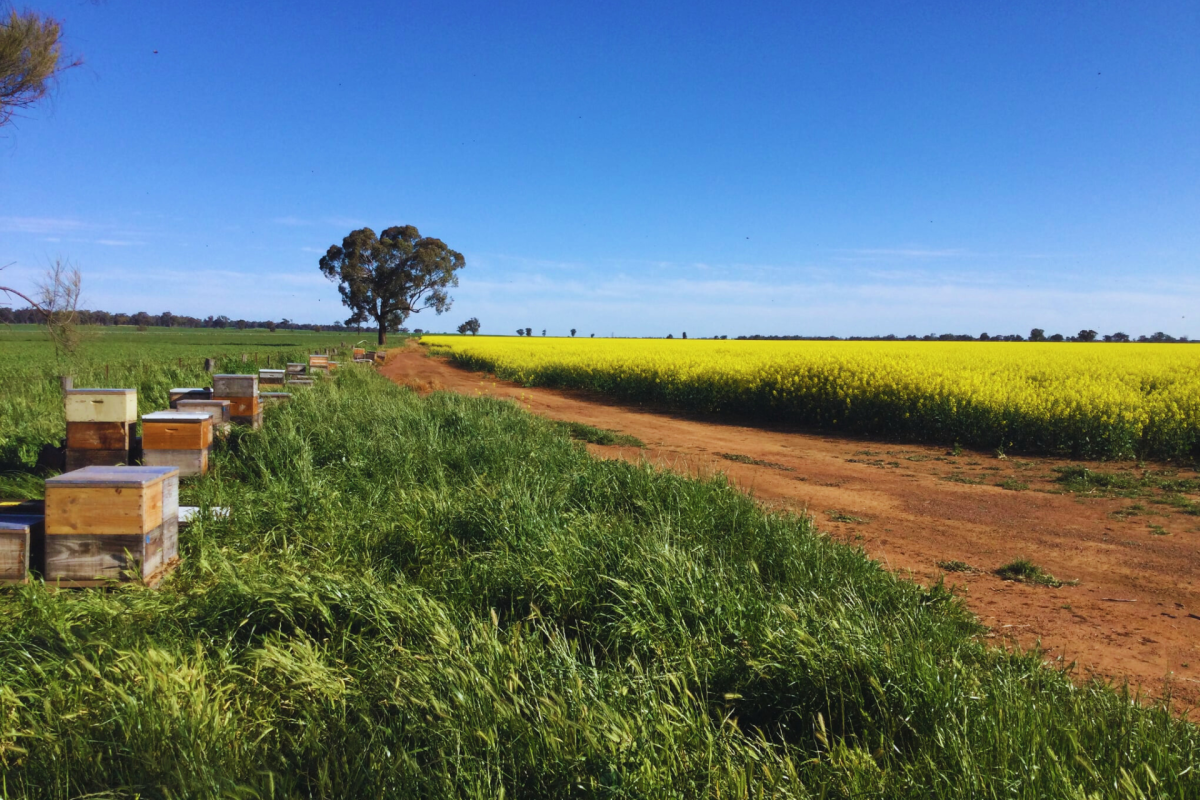 Field of Canola flowers with bee hives.