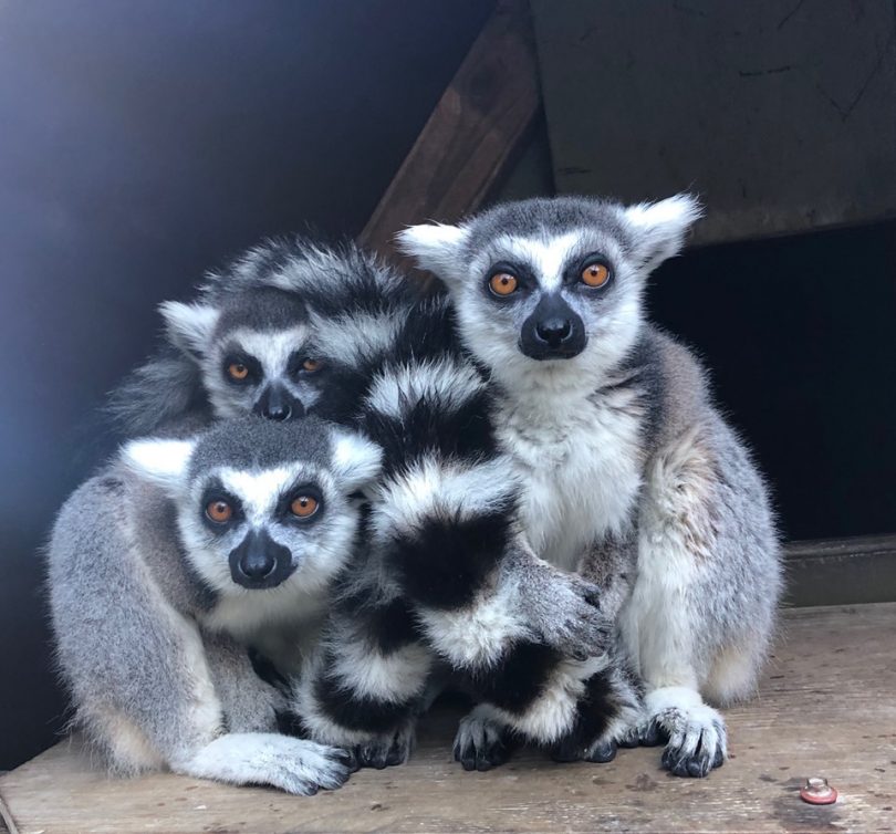 The Lemur Boys of Mogo Zoo