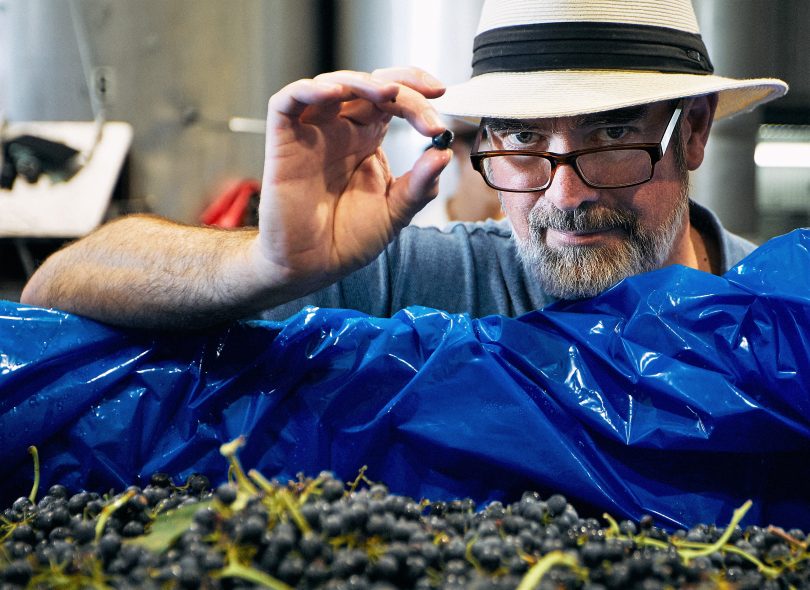 Tim Kirk holding a grape at Clonakilla winery.