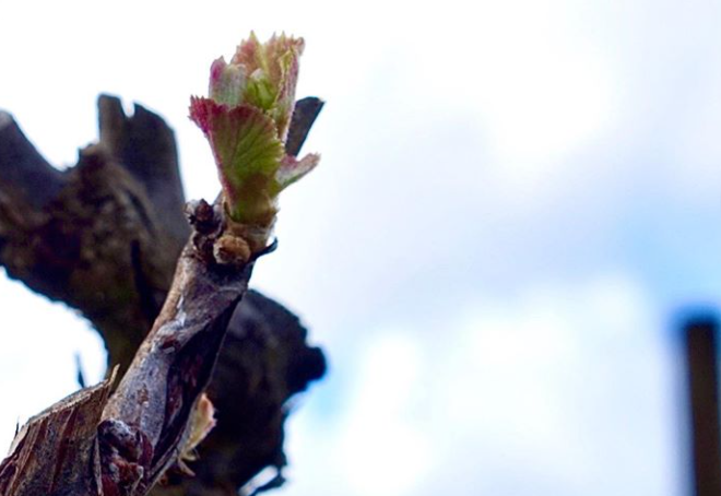 Emerging green bud at Helm Wines.