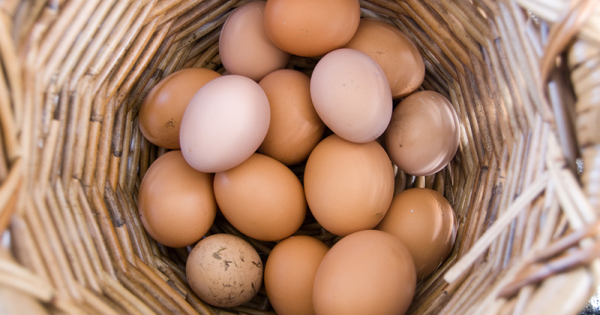 Ethics of The Good Egg